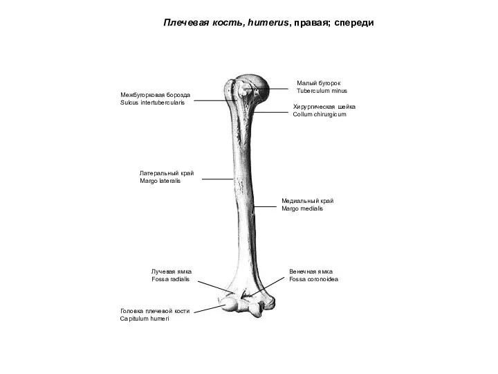 Плечевая кость, humerus, правая; спереди Малый бугорок Tuberculum minus Хирургическая шейка