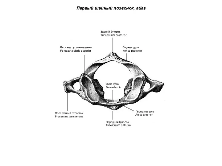 Первый шейный позвонок, atlas Поперечный отросток Processus transversus Передний бугорок Tuberculum