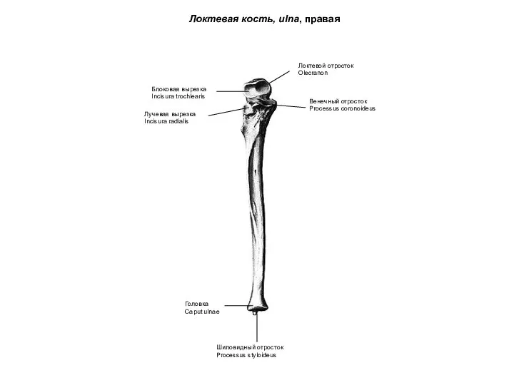 Шиловидный отросток Processus styloideus Головка Caput ulnae Блоковая вырезка Incisura trochlearis