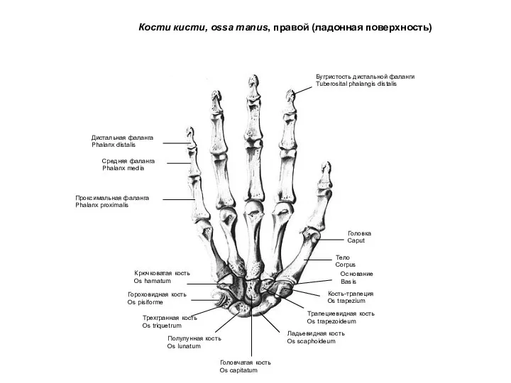 Кости кисти, ossa manus, правой (ладонная поверхность) Дистальная фаланга Phalanx distalis