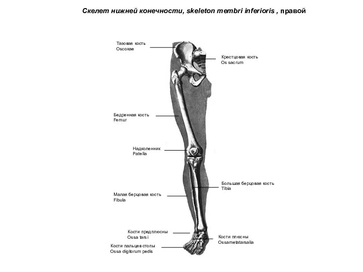 Скелет нижней конечности, skeleton membri inferioris , правой Тазовая кость Oscoxae