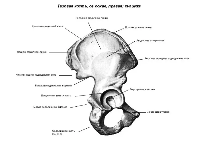 Тазовая кость, os coxae, правая; снаружи Ягодичная поверхность Вертлужная впадина Седалищная