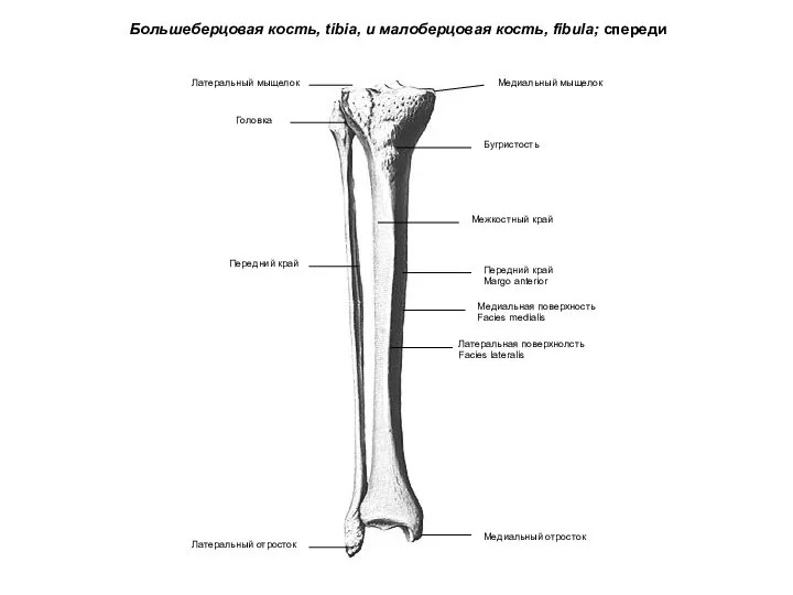 Большеберцовая кость, tibia, и малоберцовая кость, fibula; спереди Медиальный мыщелок Медиальный