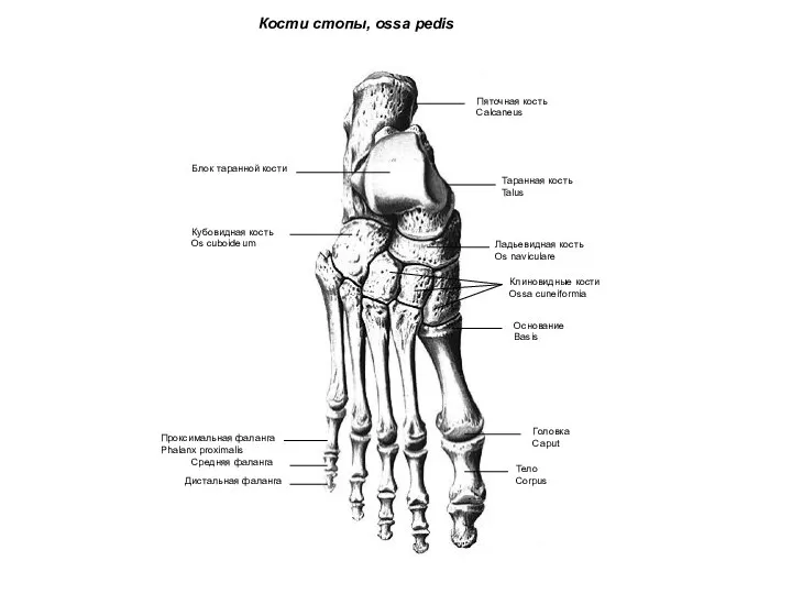 Кости стопы, ossa pedis Таранная кость Talus Пяточная кость Calcaneus Ладьевидная