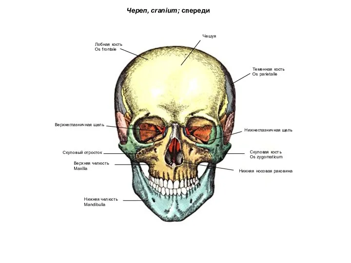 Череп, cranium; спереди Лобная кость Os frontale Теменная кость Os parietalle