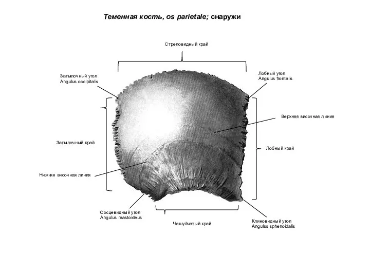 Теменная кость, os parietale; снаружи Клиновидный угол Angulus sphenoidalis Лобный угол