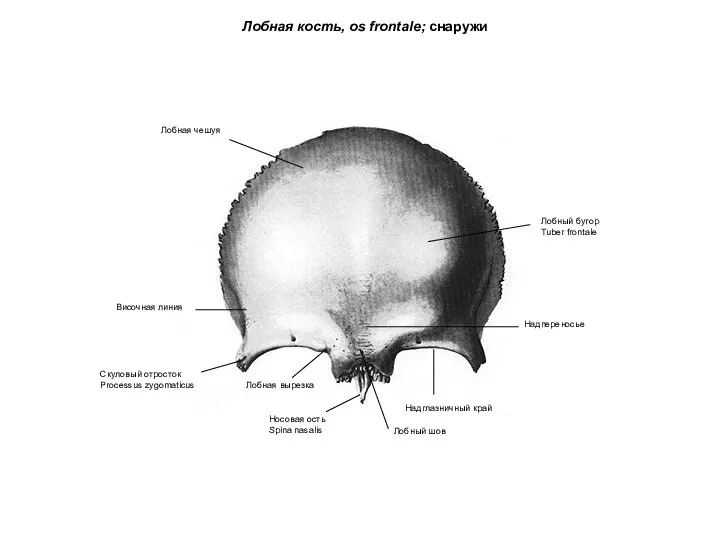 Лобная кость, os frontale; снаружи Лобная чешуя Лобный бугор Tuber frontale