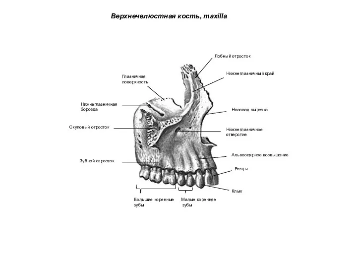 Верхнечелюстная кость, maxilla Лобный отросток Носовая вырезка Зубной отросток Альвеолярное возвышение