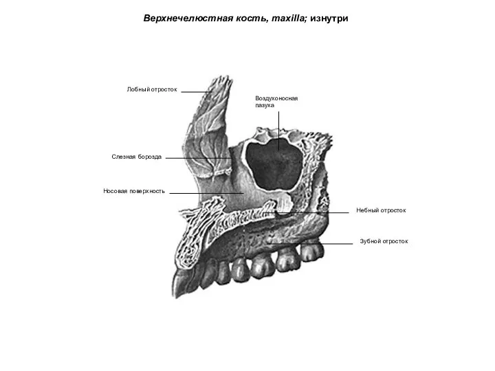 Верхнечелюстная кость, maxilla; изнутри Лобный отросток Носовая поверхность Воздухоносная пазуха Небный отросток Зубной отросток Слезная борозда