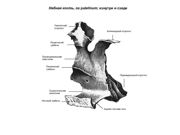 Небная кость, os palatinum; изнутри и сзади Клиновидный отросток Пирамидальный отросток
