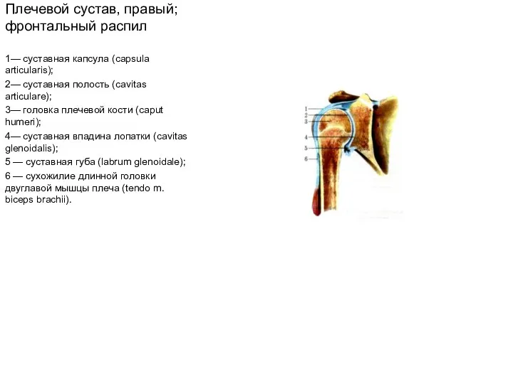 Плечевой сустав, правый; фронтальный распил 1— суставная капсула (capsula articularis); 2—