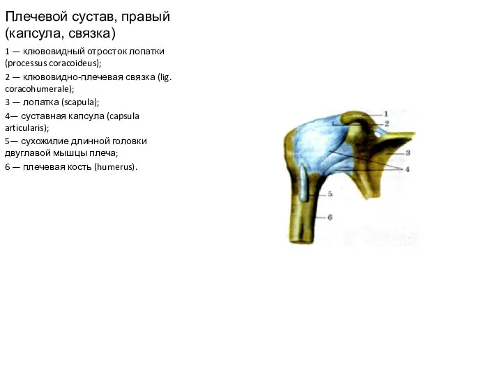 Плечевой сустав, правый (капсула, связка) 1 — клювовидный отросток лопатки (processus