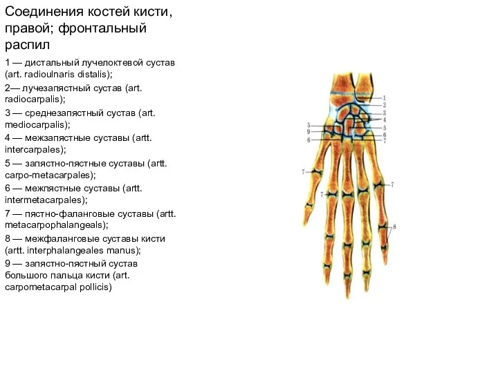 Соединения костей кисти, правой; фронтальный распил 1 — дистальный лучелоктевой сустав