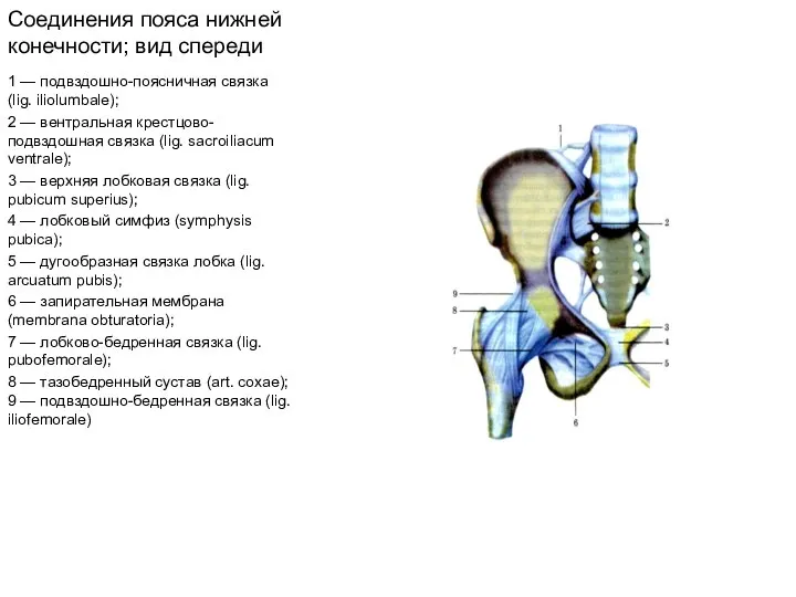 Соединения пояса нижней конечности; вид спереди 1 — подвздошно-поясничная связка (lig.