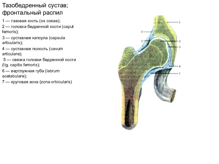 Тазобедренный сустав; фронтальный распил 1 — тазовая кость (os coxae); 2