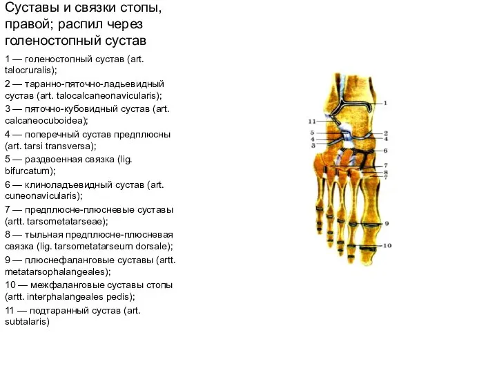 Суставы и связки стопы, правой; распил через голеностопный сустав 1 —