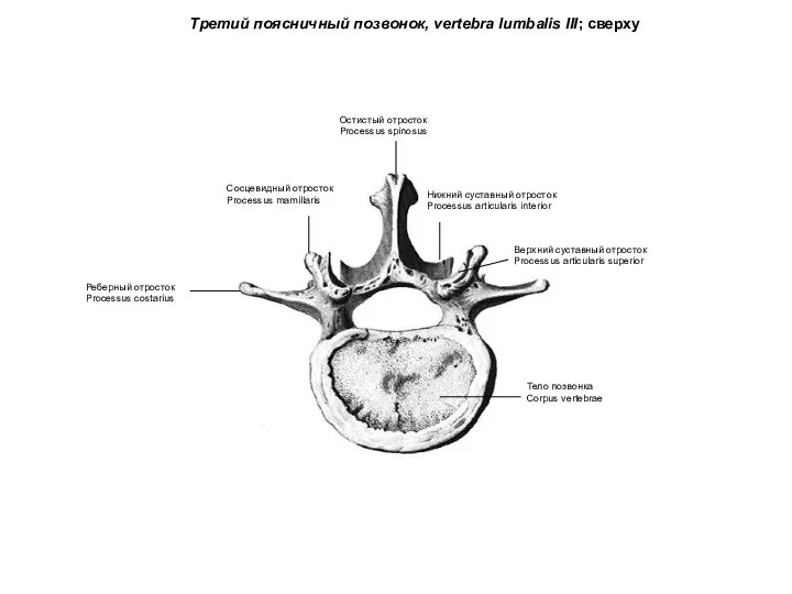 Третий поясничный позвонок, vertebra lumbalis III; сверху Остистый отросток Processus spinosus