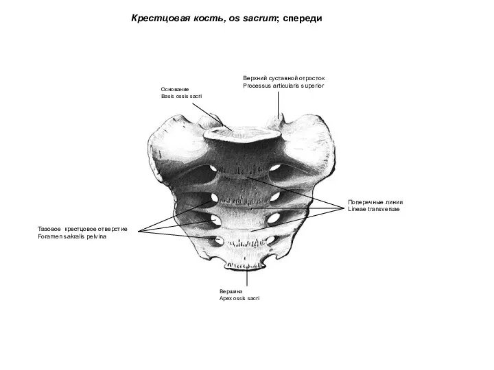 Крестцовая кость, os sacrum; спереди Тазовое крестцовое отверстие Foramen sakralis pelvina