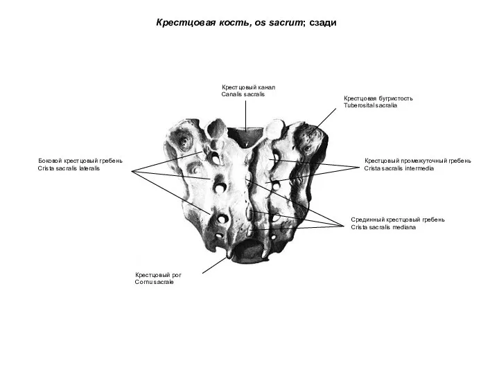 Крестцовая кость, os sacrum; сзади Крестцовый промежуточный гребень Crista sacralis intermedia