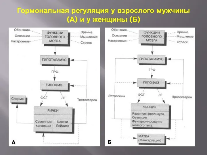 Гормональная регуляция у взрослого мужчины (А) и у женщины (Б)