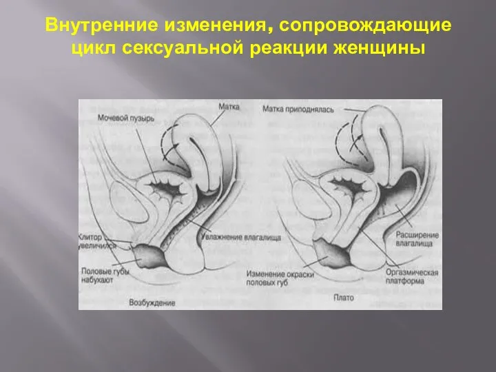 Внутренние изменения, сопровождающие цикл сексуальной реакции женщины