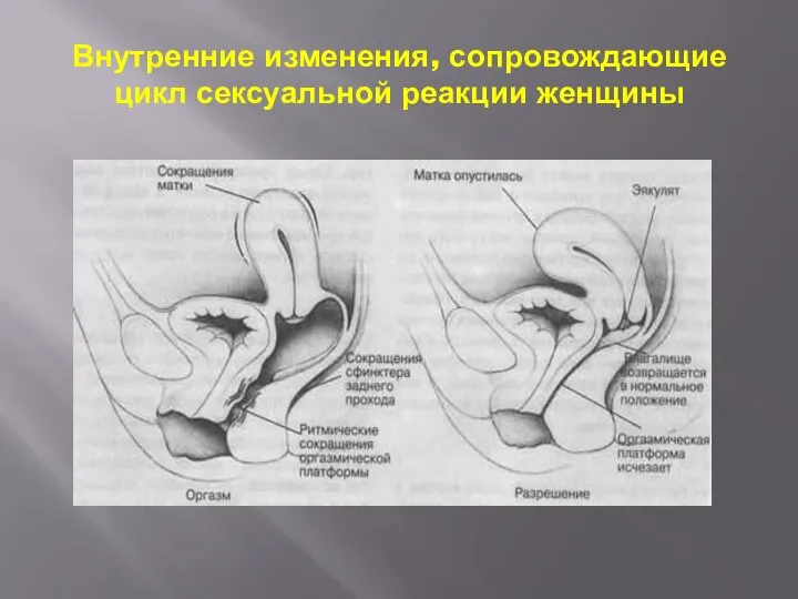 Внутренние изменения, сопровождающие цикл сексуальной реакции женщины