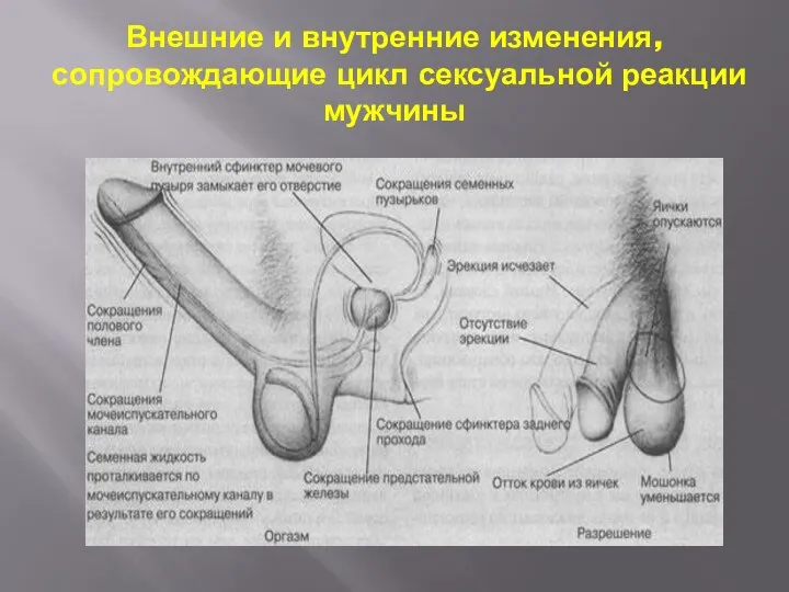 Внешние и внутренние изменения, сопровождающие цикл сексуальной реакции мужчины