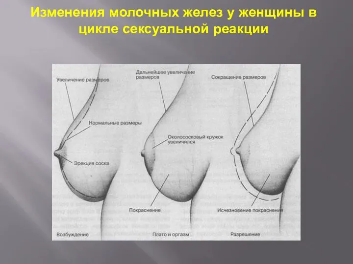 Изменения молочных желез у женщины в цикле сексуальной реакции