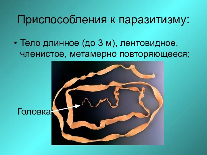 Приспособления к паразитизму: Тело длинное (до 3 м), лентовидное, членистое, метамерно повторяющееся; Головка