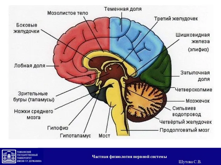 Частная физиология нервной системы Шутова С.В.