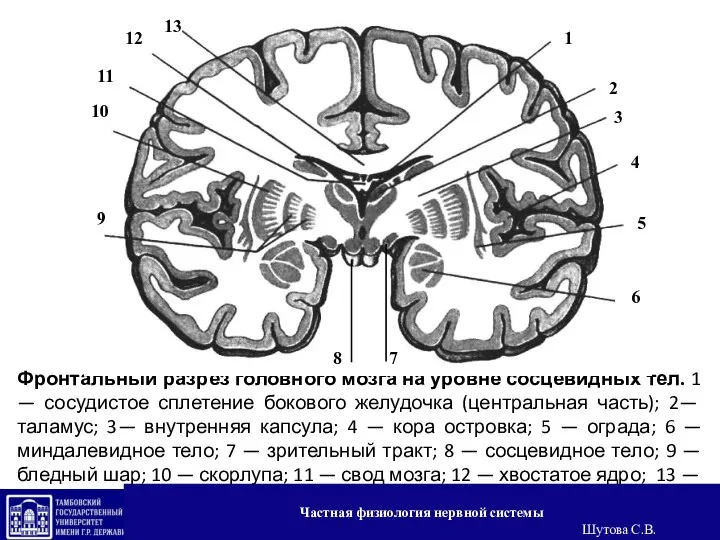 Фронтальный разрез головного мозга на уровне сосцевидных тел. 1 — сосудистое