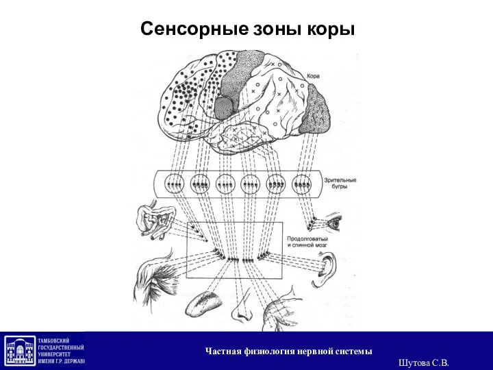 Сенсорные зоны коры Частная физиология нервной системы Шутова С.В.