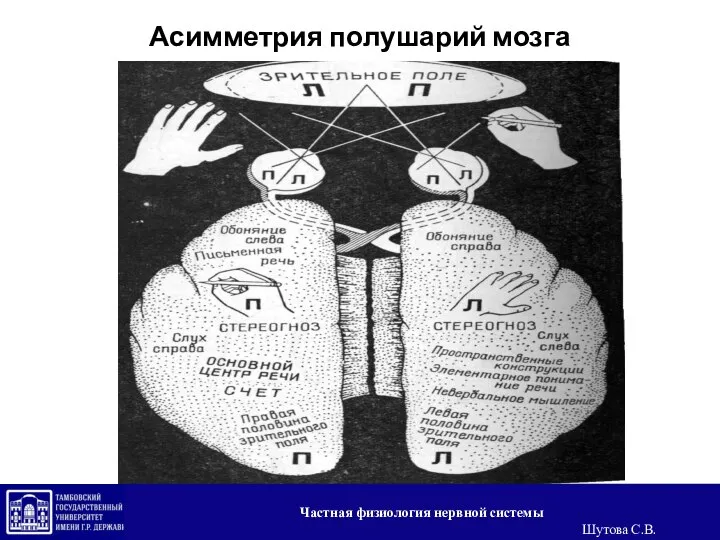 Асимметрия полушарий мозга Частная физиология нервной системы Шутова С.В.