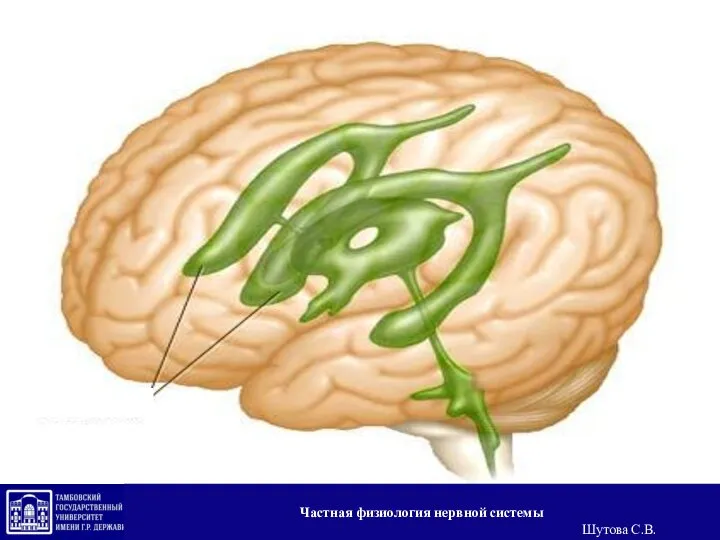 Частная физиология нервной системы Шутова С.В.