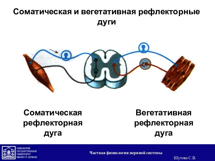 Соматическая и вегетативная рефлекторные дуги Соматическая рефлекторная дуга Вегетативная рефлекторная дуга