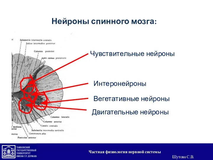 Нейроны спинного мозга: Чувствительные нейроны Интеронейроны Двигательные нейроны Вегетативные нейроны Частная физиология нервной системы Шутова С.В.