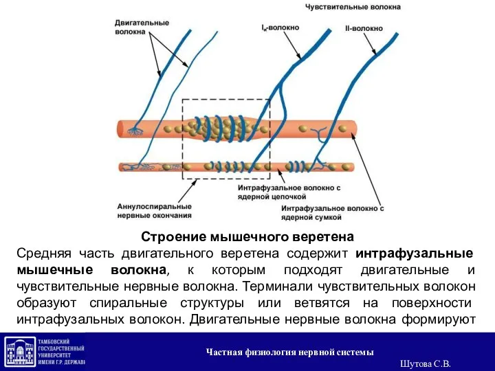 Строение мышечного веретена Средняя часть двигательного веретена содержит интрафузальные мышечные волокна,