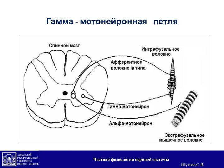 Гамма - мотонейронная петля Частная физиология нервной системы Шутова С.В.