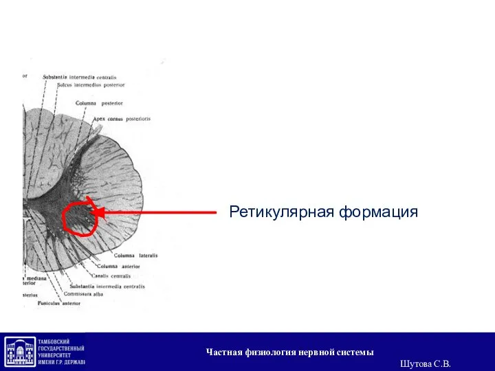 Ретикулярная формация Частная физиология нервной системы Шутова С.В.