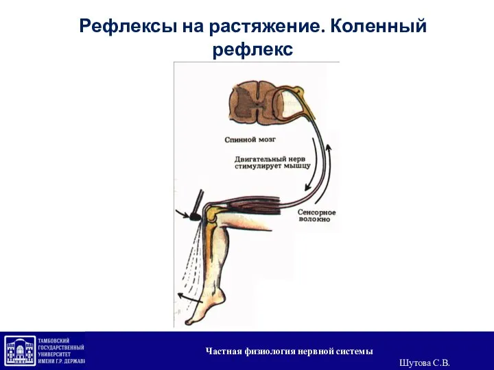 Рефлексы на растяжение. Коленный рефлекс Частная физиология нервной системы Шутова С.В.