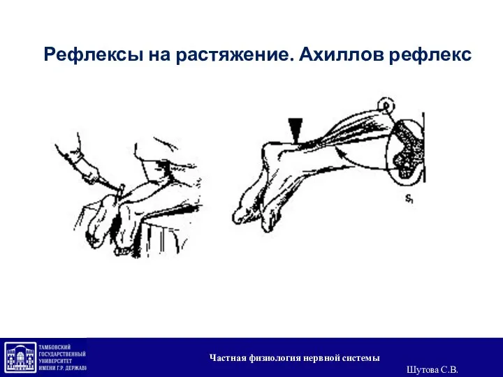 Рефлексы на растяжение. Ахиллов рефлекс Частная физиология нервной системы Шутова С.В.