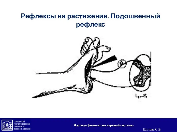 Рефлексы на растяжение. Подошвенный рефлекс Частная физиология нервной системы Шутова С.В.