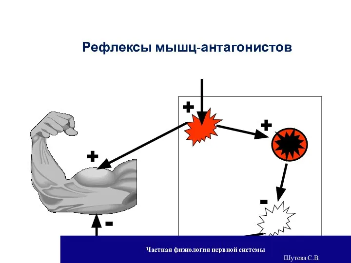 + + - - + Рефлексы мышц-антагонистов Частная физиология нервной системы Шутова С.В.