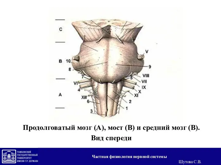 Продолговатый мозг (А), мост (В) и средний мозг (В). Вид спереди