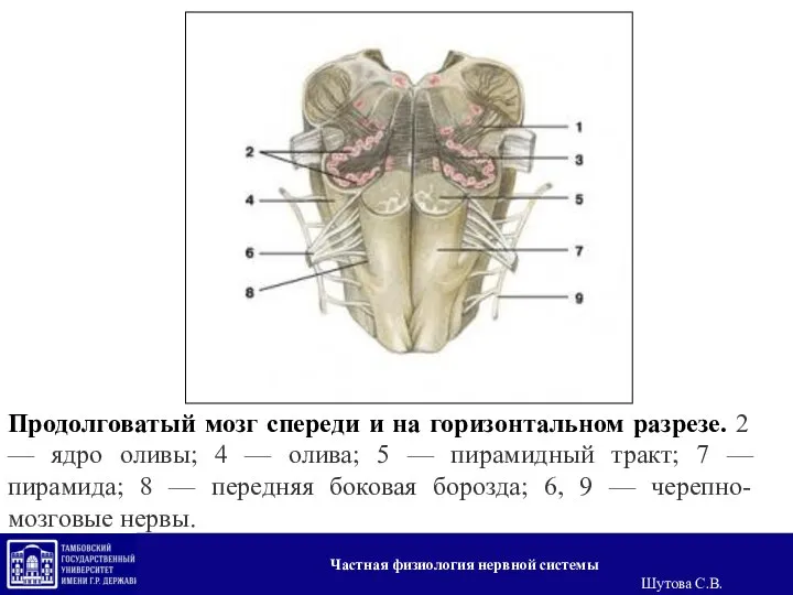 Продолговатый мозг спереди и на горизонтальном разрезе. 2 — ядро оливы;