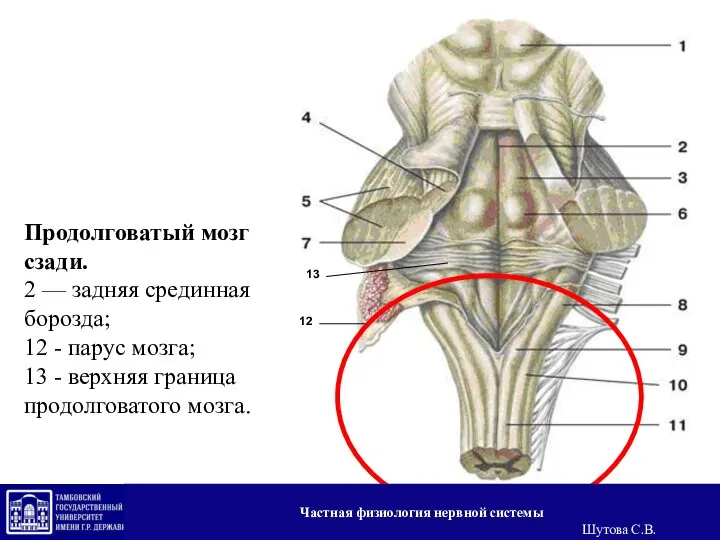 Продолговатый мозг сзади. 2 — задняя срединная борозда; 12 - парус