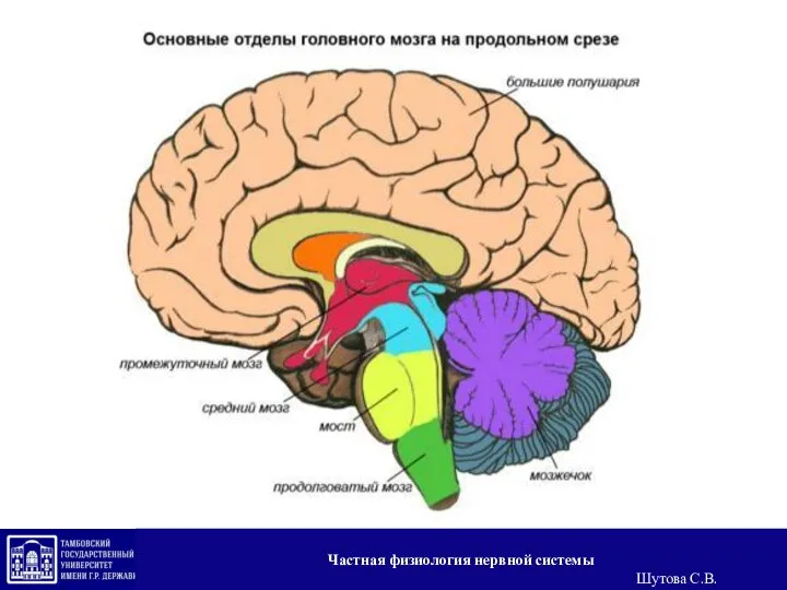 Частная физиология нервной системы Шутова С.В.