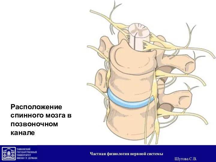 Расположение спинного мозга в позвоночном канале Частная физиология нервной системы Шутова С.В.