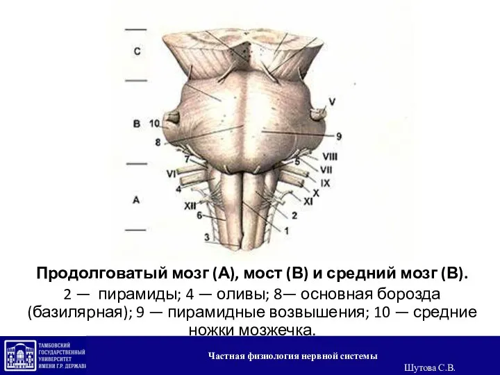 Продолговатый мозг (А), мост (В) и средний мозг (В). 2 —