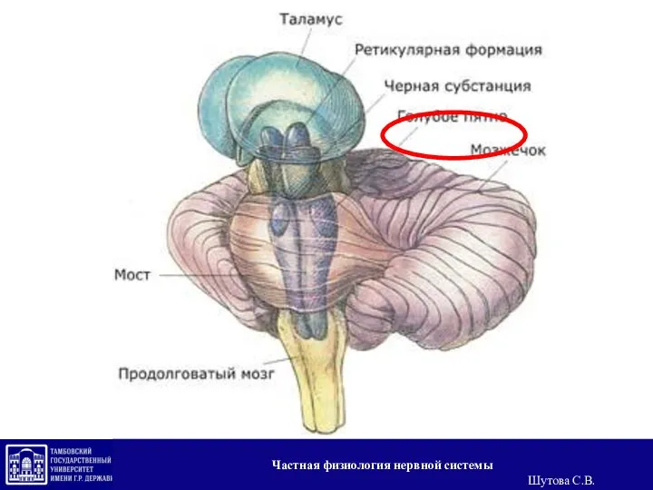 Частная физиология нервной системы Шутова С.В.